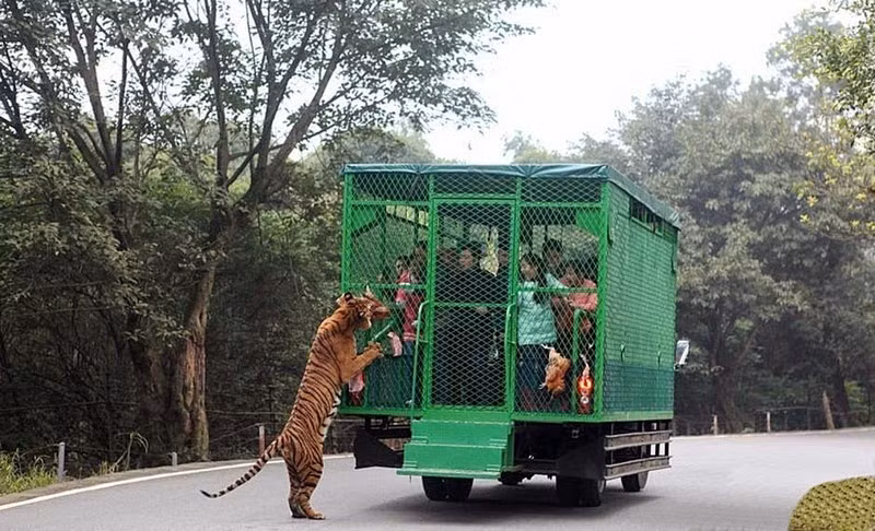  Để thu hút sự chú ý của những con quái thú, từng miếng thịt sống to được gắn lên các thanh trên xe tải để nhử chúng tới càng gần càng tốt. 
