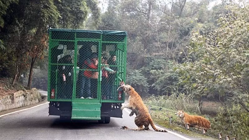  Nhân viên sở thú cho biết: “Chúng tôi muốn cung cấp cho du khách của chúng tôi sự hồi hộp khi đối mặt với màn tấn công của những con thú săn mồi kinh khiếp. Tất nhiên, du khách được đảm bảo an toàn tuyệt đối”. 