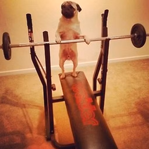 Một chú chó trong phòng tập gym.