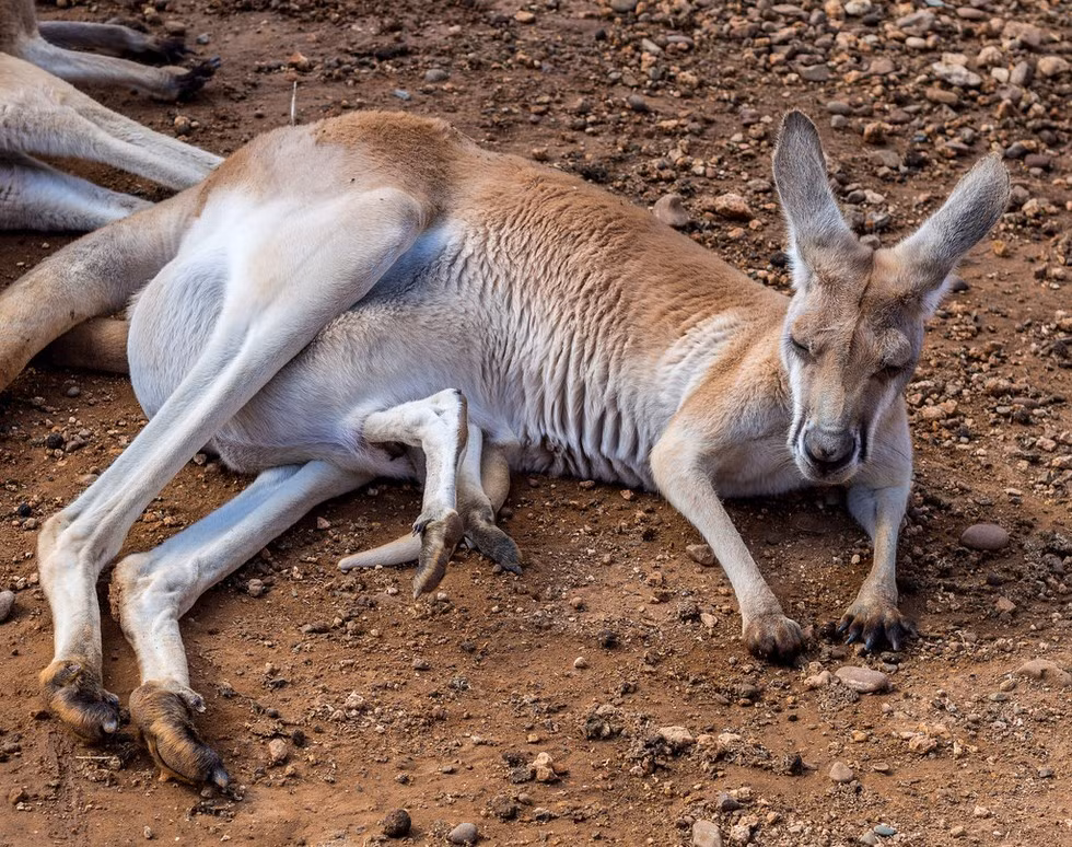 Con non của một số loài được an toàn trong bụng mẹ cho tới khi 10 tháng tuổi. Vì vậy, kangaroo mẹ buộc phải vệ sinh túi sạch sẽ khỏi những chất thải của con nó.