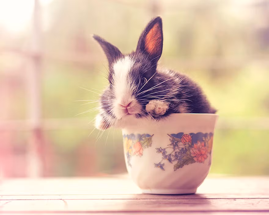 Con thỏ non giương ánh mắt tò mò dù vẫn còn khá nhút nhát.