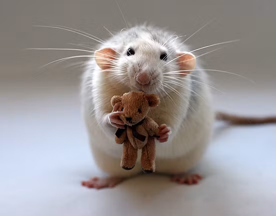 Chú gấu Teddy dành riêng cho chuột nhỏ.