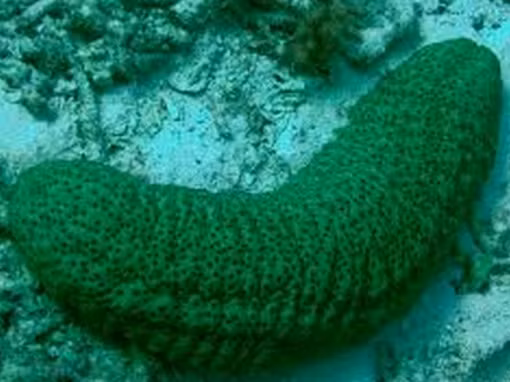 Rạn san hô Great Barrier sở hữu một loài dưa chuột biển (hay còn gọi là hải sâm) với làn da xù xì, gai góc y như một sao biển hay nhím biển.