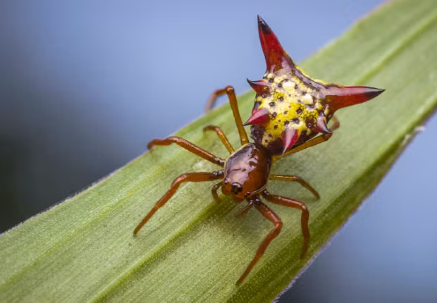 Con cái của loài nhện gai Micrathena gracilis có những chiếc gai nhọn hoắt đâm thẳng từ bụng lên khiến chúng vô cùng đáng sợ đối với cả kẻ thù của nó và con người chúng ta.