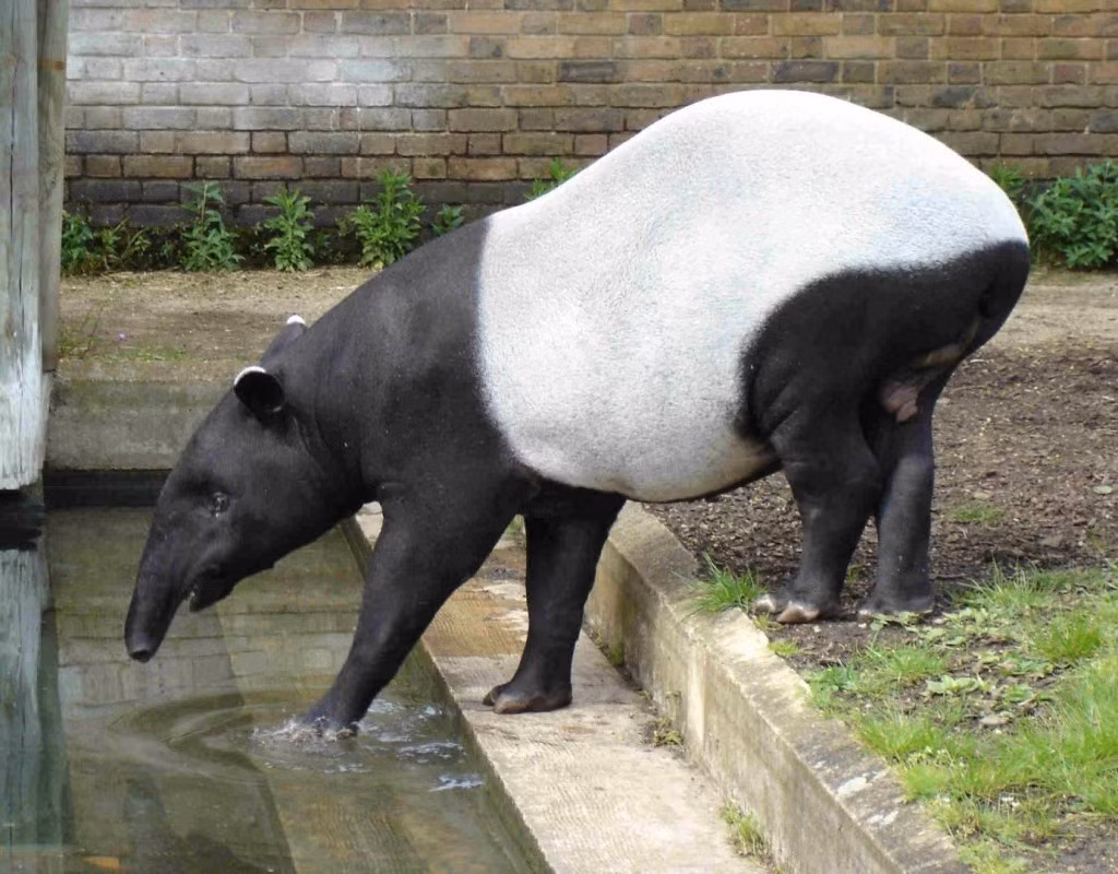 Tháng 11/1998, Zookeeper Lisa Morehead đang một con heo vòi Mã Lai có tên là Melody ăn thì bất ngờ bị nó cắn cả vào cánh tay, khiến cô bị thương nhiều vết thương trên mặt, bị thủng một lá phổi, cánh tay thì đứt lìa.