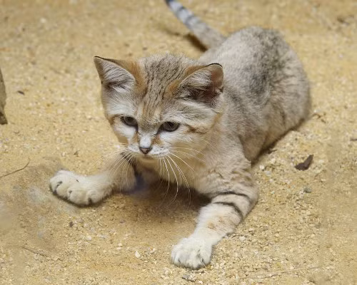 Mèo cát là một trong những loài mèo hoang dã nhỏ nhất. Chiều dài đầu và thân của chúng dao động trong khoảng 39 đến 57 cm. Chúng nặng khoảng 1,4 đến 3,4 kg.