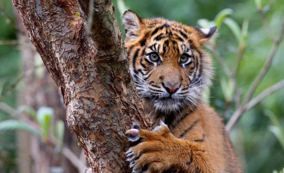  Hổ Sumatra là những con hổ còn sống sót cuối cùng của Indonesia trong môi trường hoang dã với dân số ít ỏi chỉ khoảng 400 cá thể.