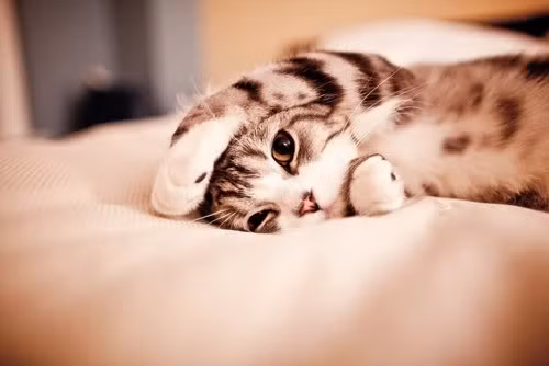 Các nhà nghiên cứu phát hiện ra rằng việc sở hữu một con mèo có thể làm giảm nguy cơ đau tim và đột quỵ hơn một phần ba.