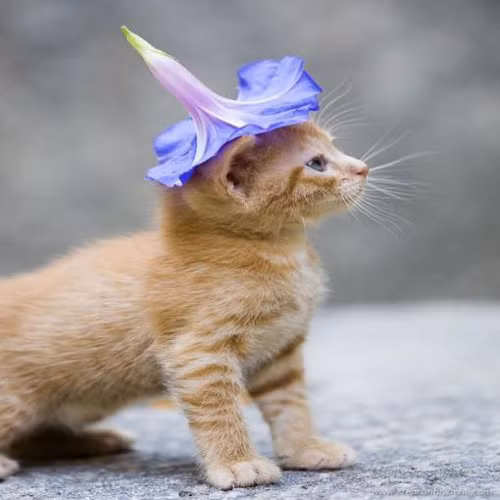 Cô mèo thực sự thông minh khi biến tấu bông hoa thành chiếc mũ phù thủy cực xinh.