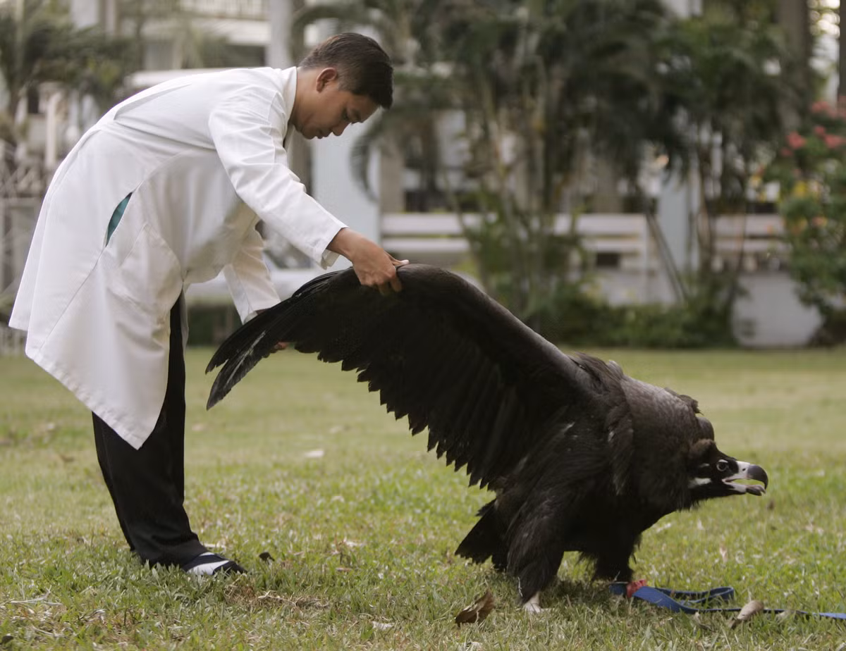 Một bác sĩ thú y của trường Đại học Kasetsart giúp một con kền kền đen tập luyện với đôi cánh sau khi phẫu thuật ở Bangkok vào ngày 16/1/2007. Những con chim di cư này được tìm thấy ở miền đông Thái Lan và đã được cho ăn đầy đủ trước khi gửi trở lại Mông Cổ.