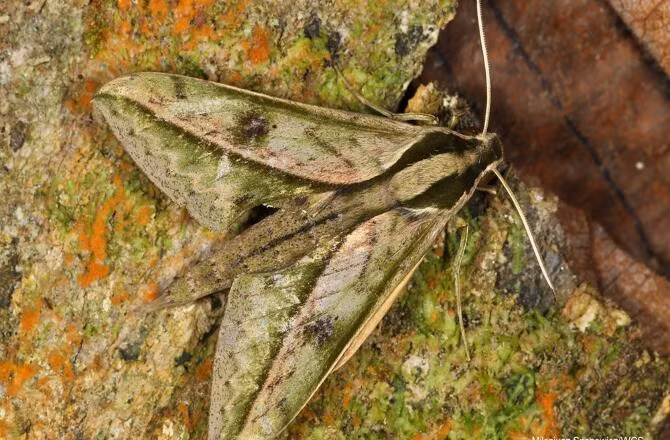Bướm đêm Xylophanes Amadis.