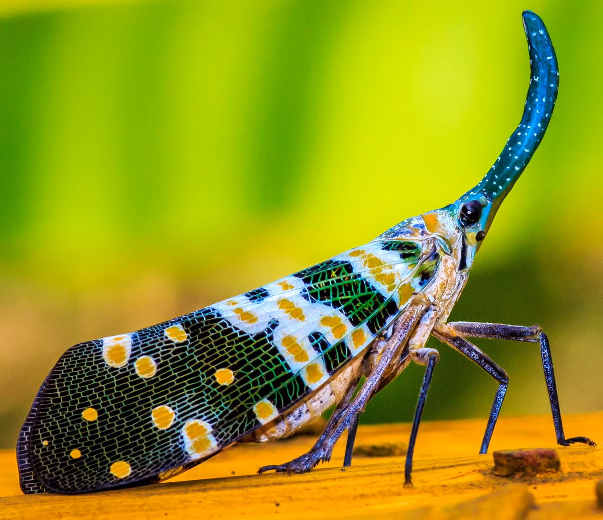 Tên của chúng (lantern fly) xuất phát từ một chiếc mũi dài huyền thoại có khả năng phát sáng trong bóng tối vào mùa giao phối.