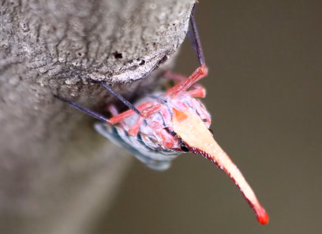, Trong thế giới côn trùng, Lantern fly (tạm dịch: ruồi đèn lồng) là một loài côn trùng đầu lõm đặc biệt với chiếc vòi dài có thể phát ra ánh sáng tương tự như những con đom đóm. Chiếc vòi này thực chất là một cái ống rỗng, giúp chúng đâm vào vỏ cây tìm nhựa để ăn.