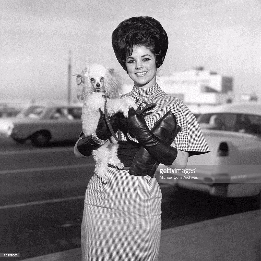 Vua nhạc Rock and roll Elvis Presley mê mệt giống chó poodle đến nỗi không chỉ nuôi cả một đội ở Graceland mà còn tặng vợ và bạn gái mỗi người một con. Trong ảnh là vợ của Elvis đang bế một chú chó poodle rất đáng yêu.
