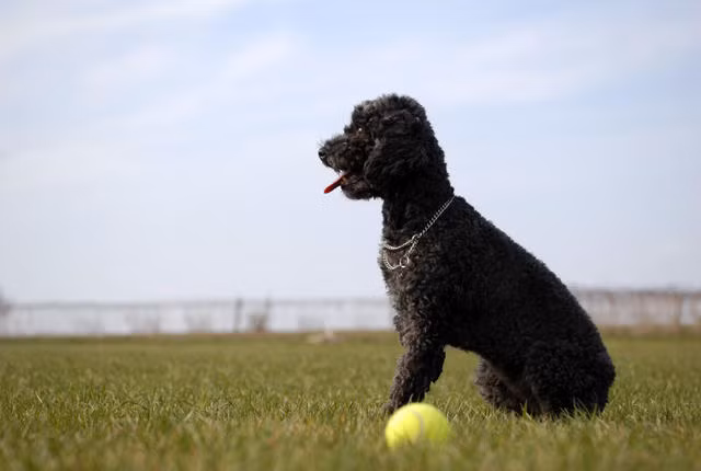 Tuy rất nổi tiếng tại Pháp nhưng chó săn vịt hay còn gọi là chó Poodle có nguồn gốc từ Đức. Tên bản địa của chúng là pudel, theo tiếng Đức nghĩa là “thợ lặn” hay “chó nước”. Loài chó điệu đà nhất thế giới này có những khám phá bất ngờ ít ai biết đến.