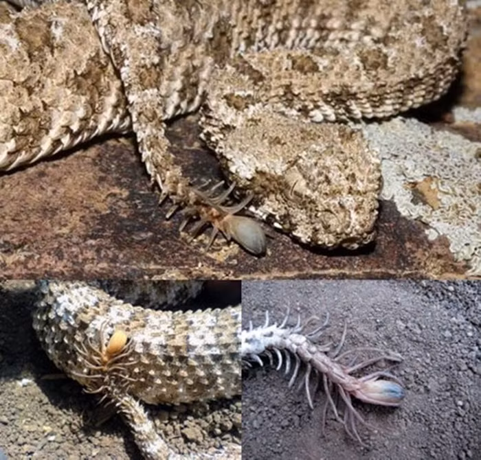 Loài rắn viper sống ở phía tây Iran có đuôi giống hình thù của một con nhện.