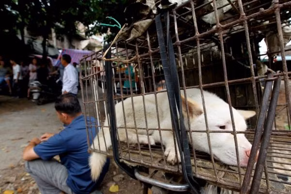 Mỗi năm, có khoảng 10.000 con chó bị giết vào dịp lễ hội này. Trước đó, chúng bị nhốt trong những cái chuồng chật hẹp, bẩn thỉu.