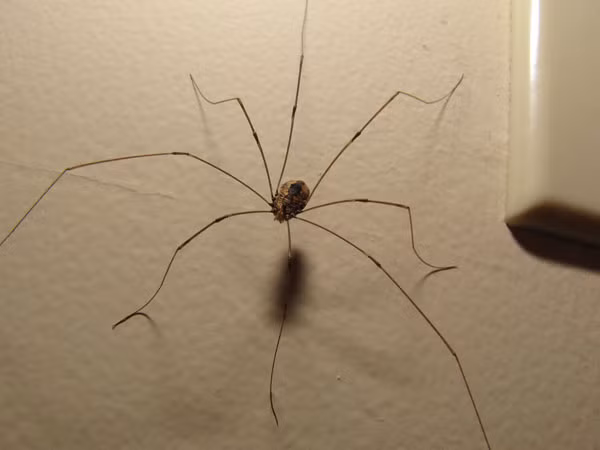 Nhiều người tin rằng nhện chân dài Pholcidae là loài nhện có nọc độc kinh khủng nhất trong họ nhà nhện nhưng không thích cắn người. Đó là điều hoàn toàn sai lầm, thực chất nọc độc của nó không khiến chúng ta phải đi gặp Thần Chết.