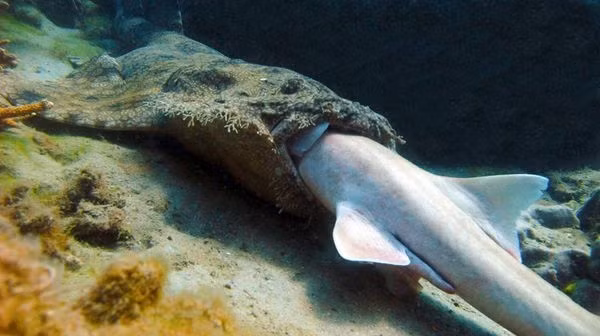 Cá Stargazer (chiêm tinh hay sao Nhật) là loài động vật ăn thịt chuyên đánh lén, khuôn mặt hếch và màu da phù hợp với màu cát biển, cá chiêm tinh có khả năng ngụy trang như tàng hình trước mắt con mồi. Chúng phục kích con mồi bằng cách ẩn mình dưới lớp cát mỏng chỉ có đôi mắt là nhô cao quan sát. Khi há miệng, cá chiêm tinh có thể biến thành "hố sát thủ" với khả năng nuốt trọn con mồi có kích thước tương tự chúng. Chúng ăn cá nhỏ hơn, bạch tuộc và mực. 