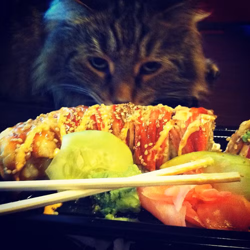 Ngán ngẩm quá, mèo phải ăn sushi tươi cả ngày.