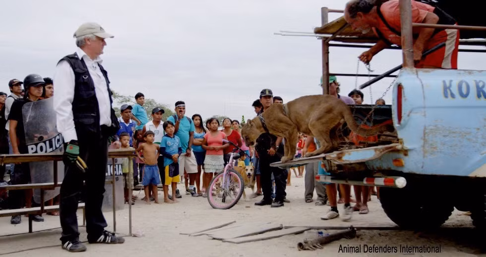 Những cuộc giải cứu như thế này thường rất khó khăn ở Peru bởi đất nước này có nhiều gánh xiếc đi lưu lạc từ làng này sang làng khác. Họ biết những con thú của họ sẽ bị tịch thu nếu phát hiện nên họ càng lẩn trốn.