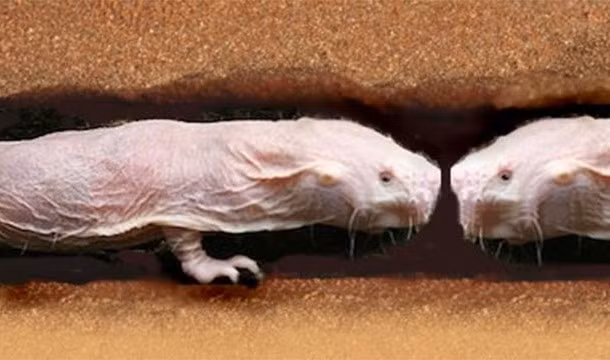 Chuột chũi cái có hành vi bắt nạt ngầm, con chuột chũi hoàng hậu sẽ là con cái duy nhất có thể mang thai bởi nó sẽ bắt nạt các con cái khác, làm cho các con cái khác bị căng thẳng và tránh xa lãnh địa của nó.