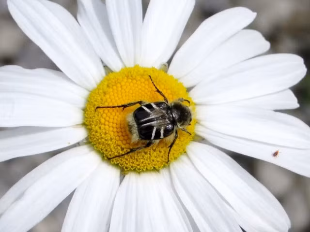 Một loài bọ cánh cứng có nguồn gốc từ Bắc Mỹ (Trichiotinus affinis) cải trang rất khéo léo dưới màu sắc và hình dạng của một con ong, giúp chúng có thể thoải mái lượn lờ ngay trước mặt của một con ong thực thụ.