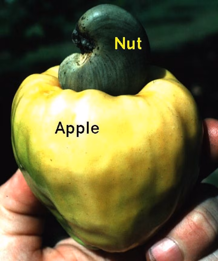 Các loài động thực vật quanh ta luôn ẩn chứa nhiều bí mật thú vị. Đây chính là cách đào lộn hột hay còn gọi là hạt điều mọc ra từ quả. Cả quả và hạt đều có thể dùng làm thực phẩm, trong đó quả rất giàu vitamin C, có thể ăn tươi, hoặc ép lấy dịch cho lên men làm rượu nhẹ, nước giải khát lên men còn nhân thì nổi tiếng bởi giá trị dinh dưỡng cao.