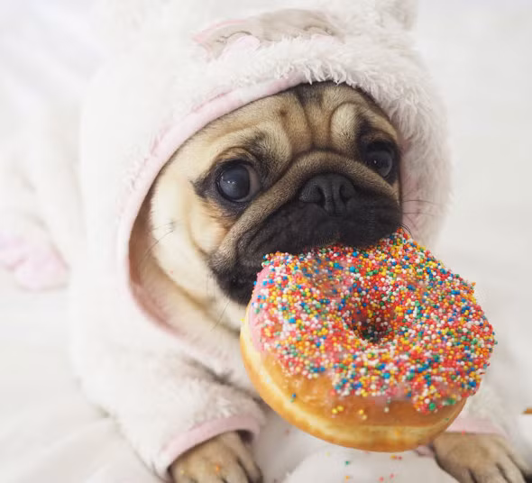 Chú chó pug này là một trong những giống chó thú cưng đáng yêu nhất hành tinh bởi khuôn mặt nhăn nheo hài hước và tính cách năng động, thân thiện. 