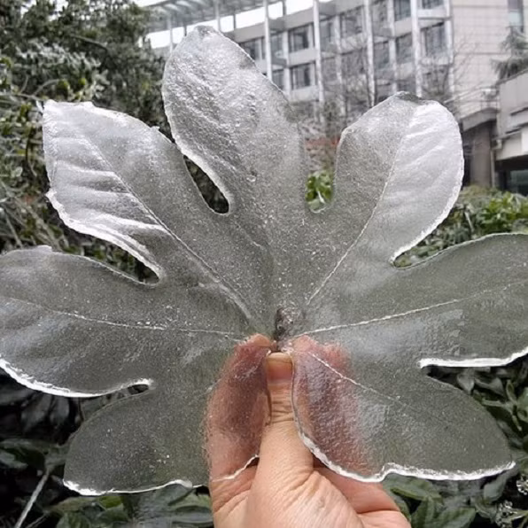 Chiếc lá tuyệt đẹp từ băng.