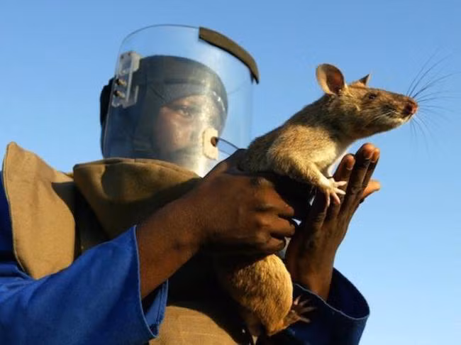 Chuột Gambia được sử dụng một cách hiệu quả trong quân đội Tanzania và Mozambique để dò mìn ở hai nước này. Quân đội Mỹ cũng đã bắt đầu quan tâm đến khả năng sử dụng chúng để phát hiện các loại mìn khác nhau.