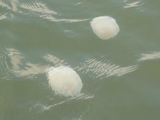 Sứa Cannonball là loài sứa vừa sinh sản vô tính vừa sinh sản hữu tính. Chúng khá phổ biến trong các đại dương, vết đốt của chúng khiến bạn đau nhói và có thể mất khả năng vận động. Tuy nọc độc của chúng không giết chết bạn nhưng khả năng vận động trong nước bị kém đi chính là nguyên nhân khiến tính mạng của bạn gặp nguy hiểm.