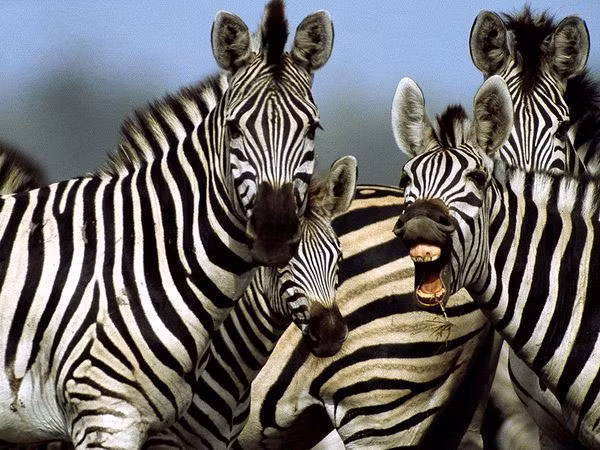 Ngựa vằn Grevy được đặt tên theo tổng thống Pháp, Jules Grévy. Vị tổng thống này đã nhận được món quà là một chú ngựa vằn từ hoàng đế của xứ Abyssinia. Ngựa vằn mẹ sẽ giữ ngựa vằn con tránh xa các con ngựa vằn khác trong 2 đến 3 ngày để ngựa vằn con có thể nhận ra mùi hương, giọng nói cũng như hình dáng của ngựa vằn mẹ.