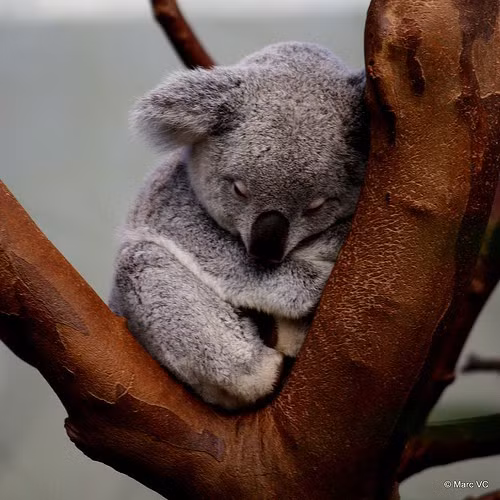 Thực chất gấu Koala không phải thuộc họ gấu.