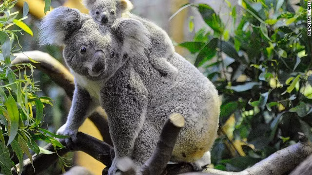 Những cây bạch đàn vừa là thức ăn vừa là nơi ở của gấu Koala.