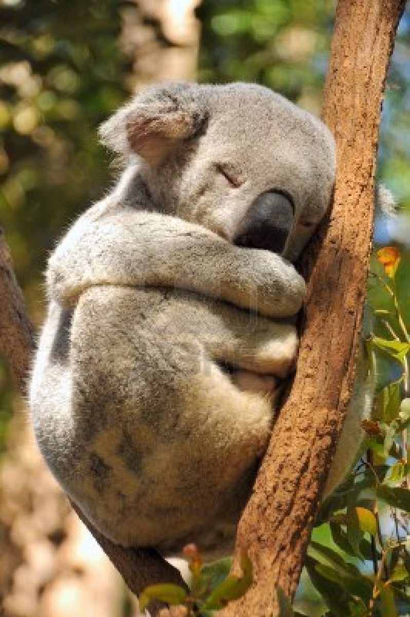 Gấu Koala mới sinh sẽ ở trong túi của gấu mẹ trong 6 tháng.