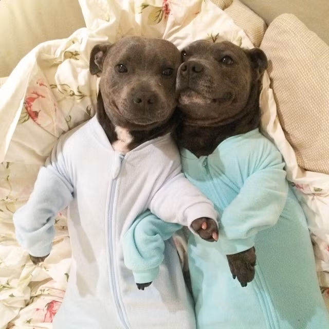 Cặp đôi chó Pit Bull có tên Darren và Phillip là bạn thân trong bộ quần áo ngủ vừa vặn, đáng yêu thể hiện khuôn mặt ngố, khiến ai cũng muốn ôm vào lòng.