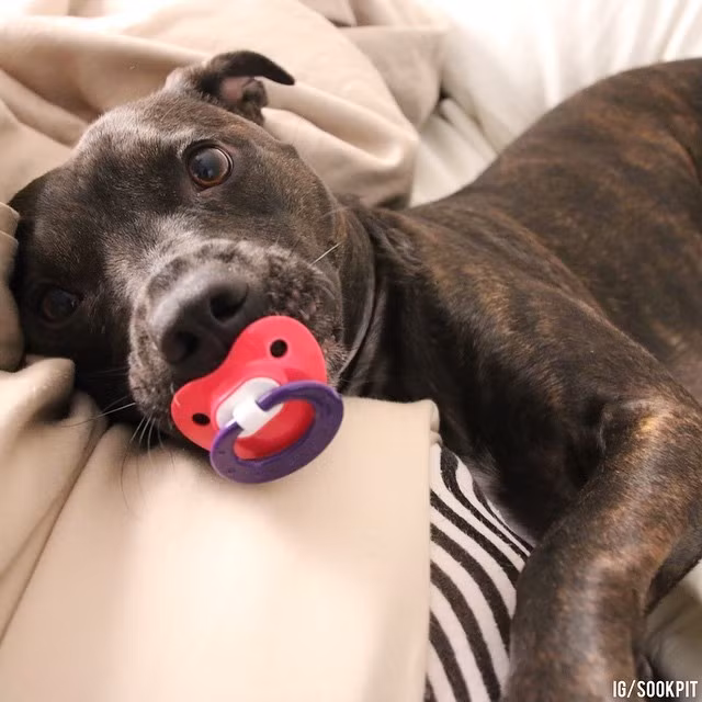 “Em bé” Pit Bull rất thoải mái với món đồ yêu thích của mình.