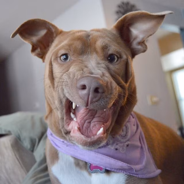 Biểu cảm cực ấn tượng của chú chó Pit Bull.