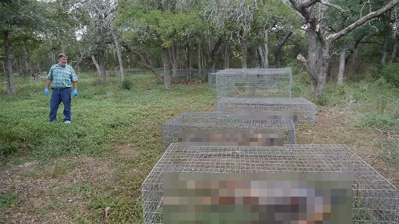 Tại Freeman Ranch là trang trại xác chết do Đại học Texas điều hành, các tử thi được lưu giữ trong các lồng. Đây cũng là trang trại xác chết lớn nhất với diện tích 2,83ha.