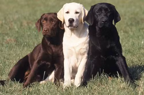 Thân thiện, trung thành và nhiệt tình là 3 đặc điểm nổi trội của giống chó tha mồi Labrador. Hơn nữa, chúng còn rất vui vẻ khi được chơi đùa cùng trẻ em nên sẽ là một người bạn đồng hành tuyệt vời cho các gia đình thích hoạt động ngoài trời.