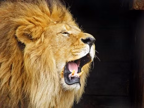 Sư tử đực có bờm và thường bị loại trừ ra khỏi đàn khi chúng trưởng thành.