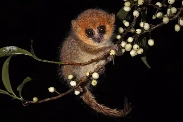 Vượn cáo chuột nâu chỉ được tìm thấy trên đảo Madagascar, là loài ăn đêm với menu khá phong phú từ côn trùng, trái cây đến hoa, trong đó có cả mật hoa và phấn hoa. Tuổi thọ của loài vượn cáo kỳ quái này ngắn nhất so với các loài linh trưởng – chỉ từ 6-8 năm nên càng có nguy cơ tuyệt chủng.