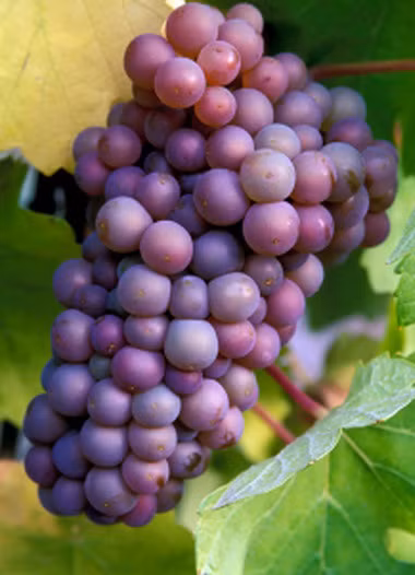 Tuy thường có màu hồng tím nhưng Pinot Gris lại là một giống nho được sử dụng để làm rượu vang trắng. Đây cũng được coi là một giống nho đột biến của giống Pinot noir và cũng là giống đầu tiên được tìm thấy ở các vùng rượu vang trên toàn thế giới.