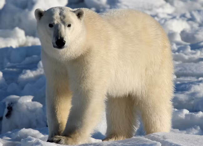 Manitoba, Canada là điểm đến cực kỳ yêu thích của những người say mê sự đáng yêu và vẻ đẹp của loài gấu Bắc Cực.
