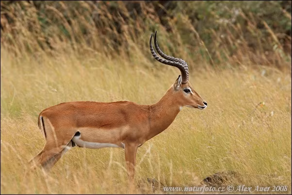 Linh dương có kích thước khác nhau. Loài linh dương lớn nhất là linh dương Eland (cao 1,8m và nặng 658kg). Loài linh dương nhỏ nhất là linh dương Royal, có kích thước chỉ bằng một con thỏ (cao 25cm - 30cm).