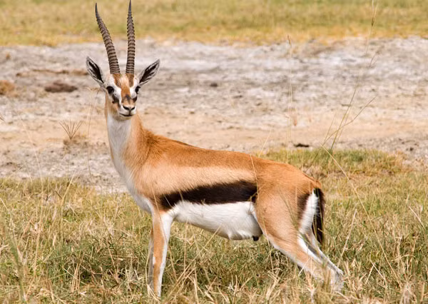 Linh dương chạy rất nhanh. Nó có thể đạt vận tốc 69km/h. Linh dương Eland là loài linh dương chậm chạp nhất.