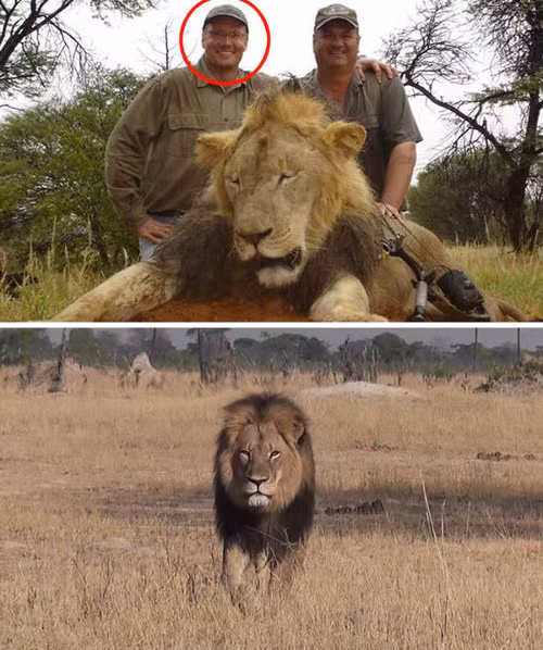 Vào tháng 7 mới đây, Walter Palmer, một nha sĩ đến từ tiểu bang Minnesota của Mỹ cũng gây phẫn nộ khi chặt đầu và lột da Celci, chú sư tử nổi tiếng nhất châu Phi.