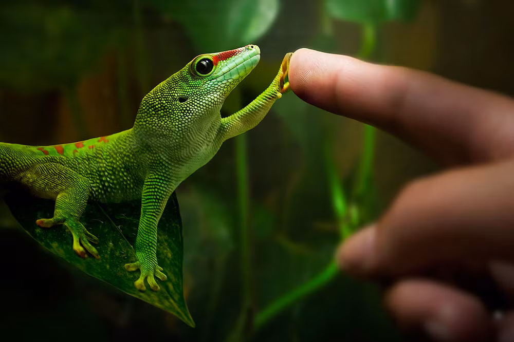 Bàn chân tắc kè được thiết kế đặc biệt, giúp chúng có thể dễ dàng leo lên các bề mặt thẳng đứng, thậm chí đi bộ trên trần nhà.