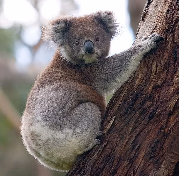  Gấu túi koala có vẻ rất đáng yêu nhưng bạn có biết gấu túi đực có tới 2 dương vật, còn gấu túi cái có tới 3 âm đạo.